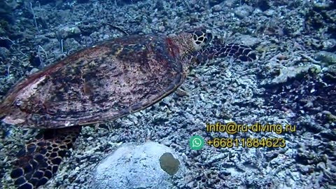 Diving -Tailand. 