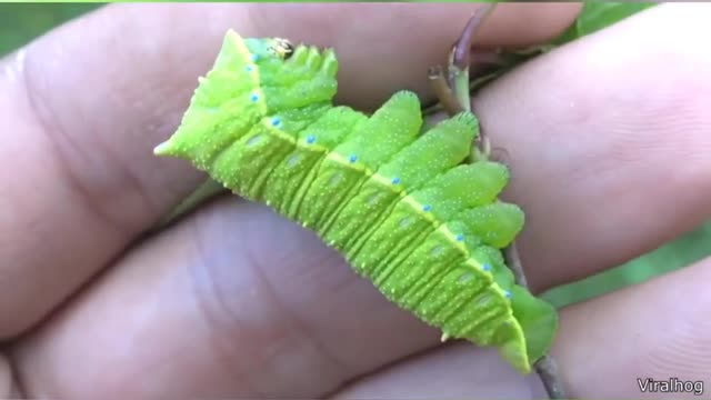 Caterpillar screaming shorts..Wild Man!
