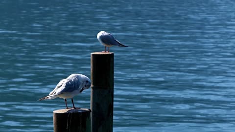 Birds Seagulls Meeting free stock video.