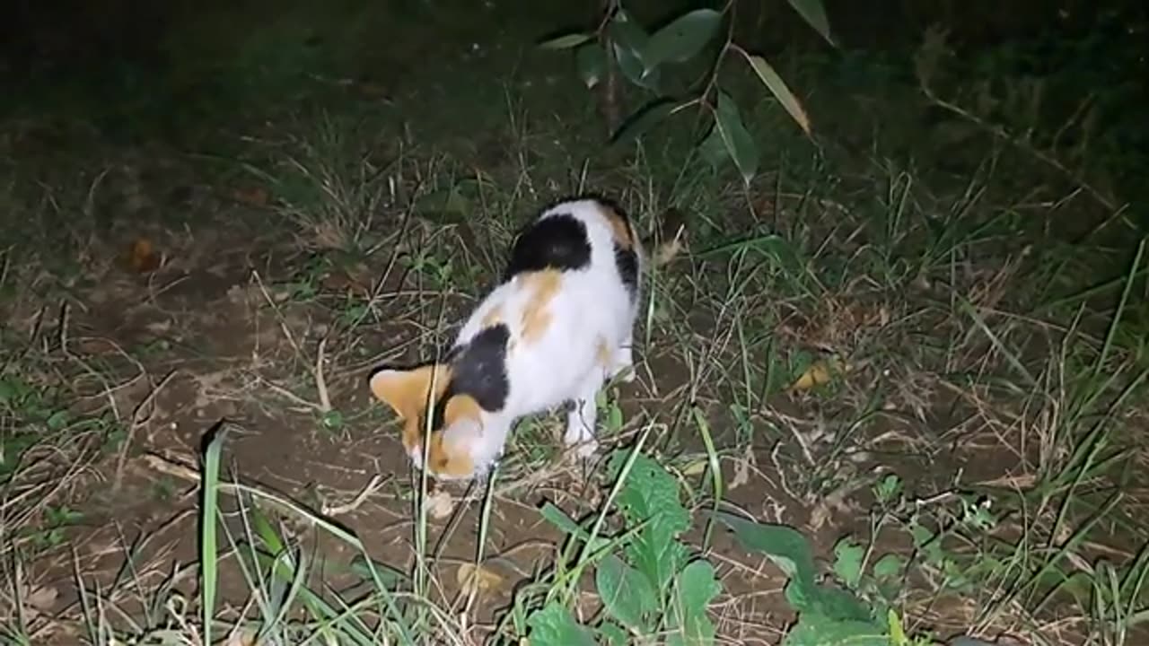 A cute cat found something in the yard at night and ate it.