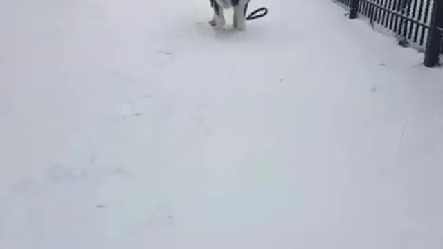 Happy Husky Snow Run