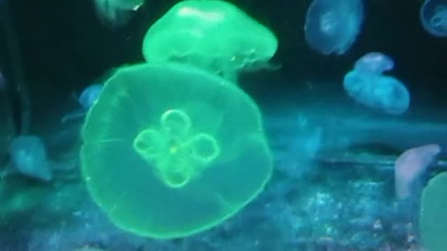 jellyfish