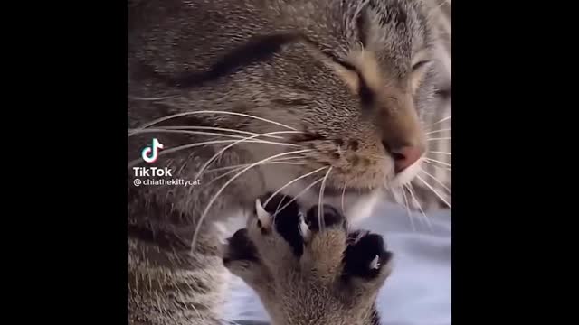 Funniest Cats 😹 - Don't try to hold back Laughter 😂