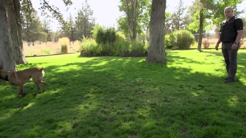 Dog training