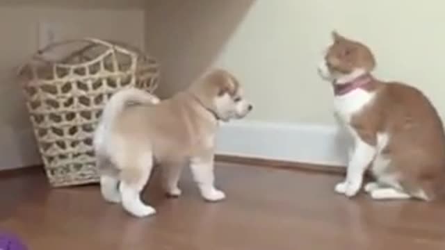 Cat unimpressed by Shiba Inu puppy.