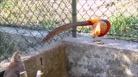 Beautiful Golden Pheasants and Wading Birds