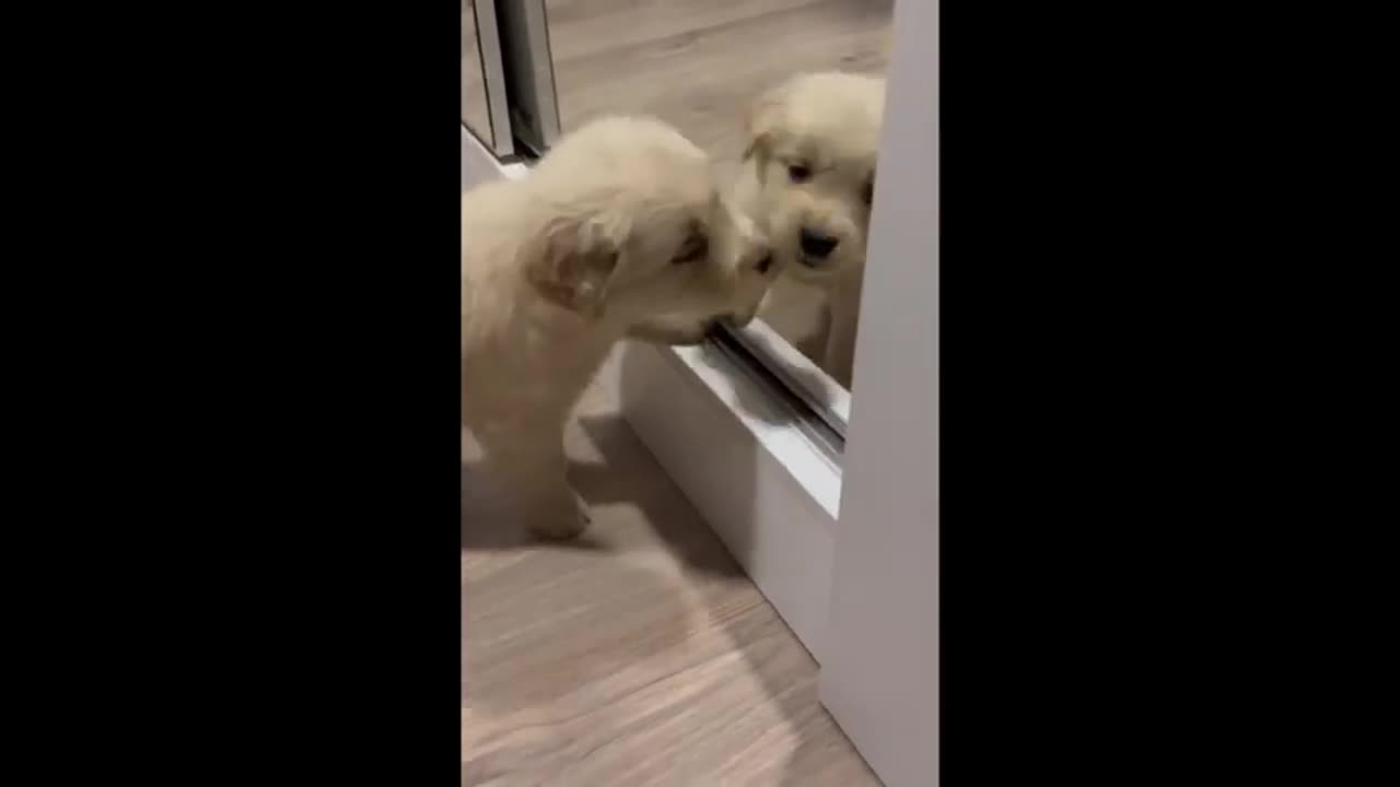 Puppy tries to make contact with mirror reflection