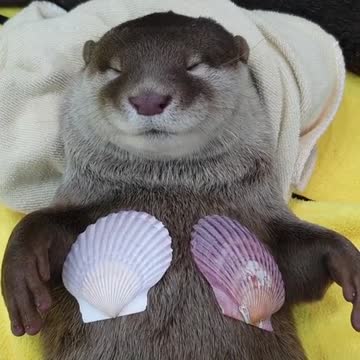 Good morning! I wish you a good working day