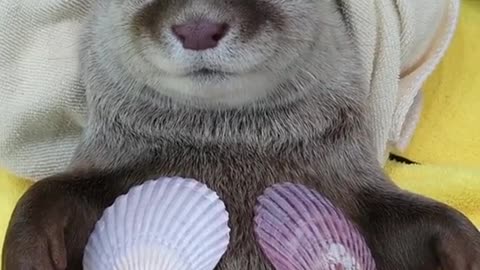 Good morning! I wish you a good working day