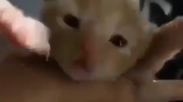 cute cat video