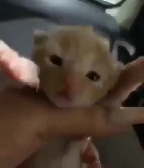 cute cat video