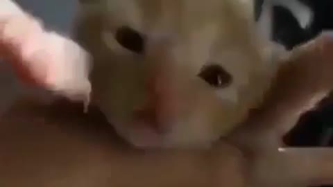 cute cat video