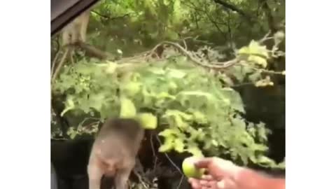 Oh my god 🤣 the monkey is fall from the tree to get the food