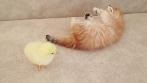 Fluffy orange meets with the yolk 🐥