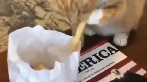 The cat knows How to get french fries