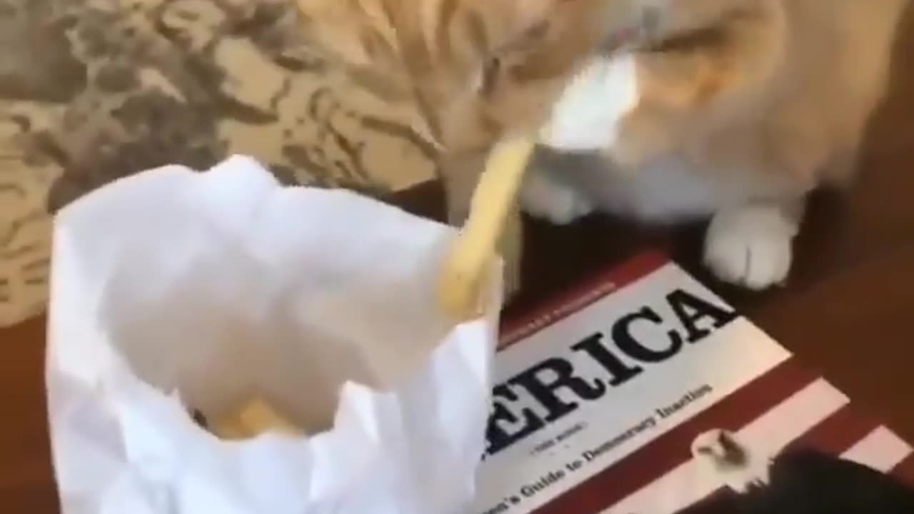The cat knows How to get french fries