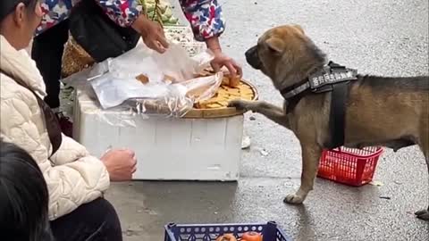 High IQ dog helps owner to buy food🍅