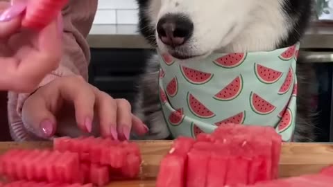 The Perfect Summer Treat For Dogs! | Cute dog video | Dog is love |