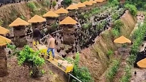 Chicken farm that comes with a feeding train!.hd