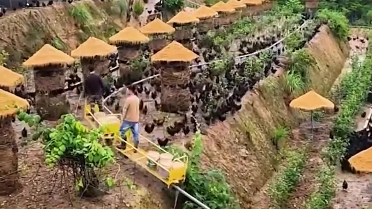 Chicken farm that comes with a feeding train!.hd