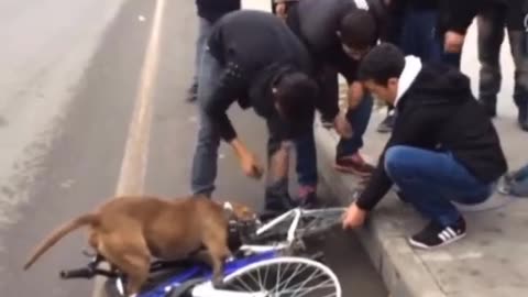 The fiercest dog biting a bicycle wheel