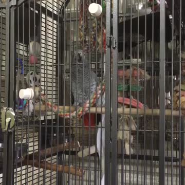 Loro realiza una imitación perfecta de un perro ladrando