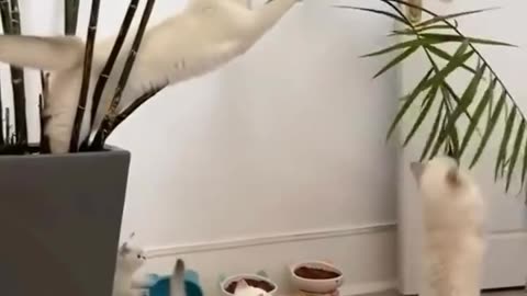 cats animal Making Life Heel See #video #million views #Animal#cats