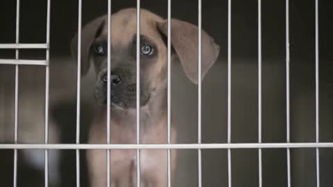 A young dog puppy behind bars of a veterinary clinic cage