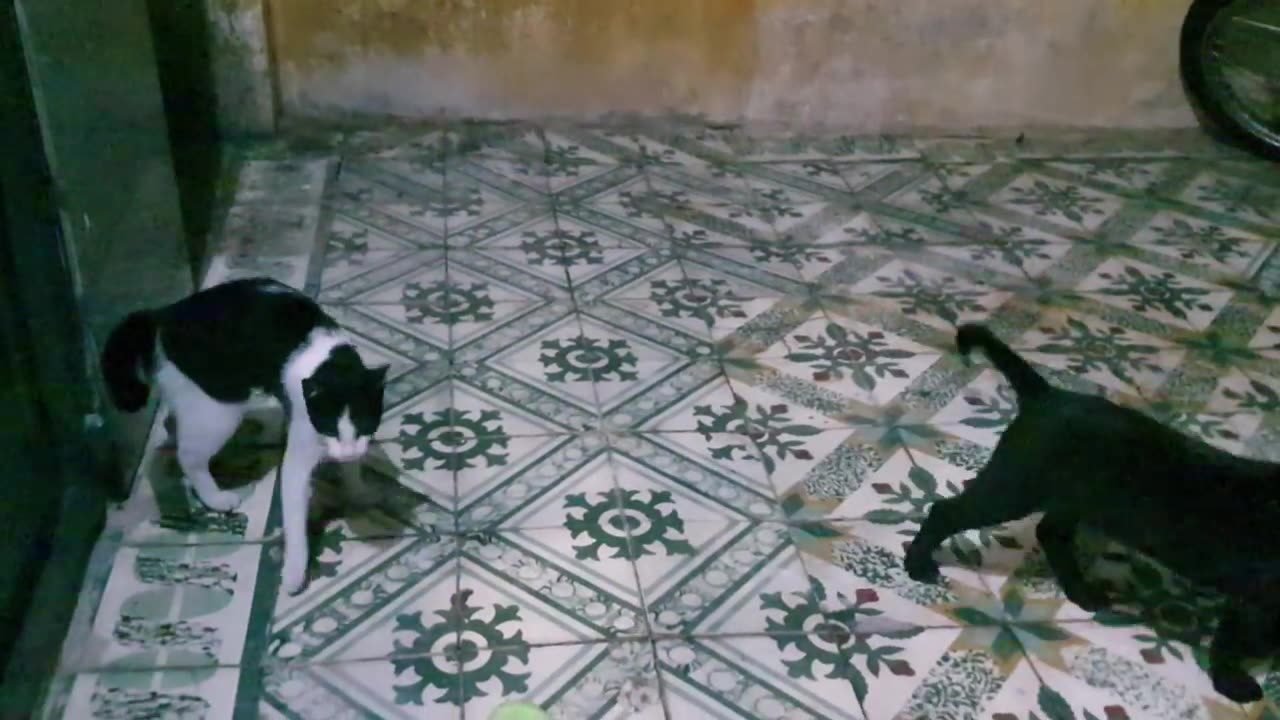 Sharing My Cute Pets Cat and Puppy Dog Funny Moment/IRONSOUL