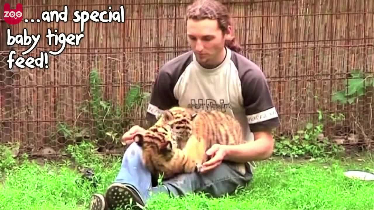 Cute Siberian Tiger Cubs