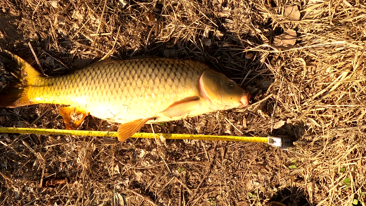 Massive Carps Everywhere.....31 inches