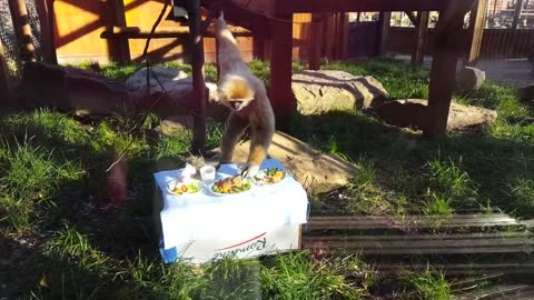 Funny Monkey