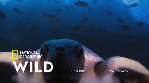 Wild life