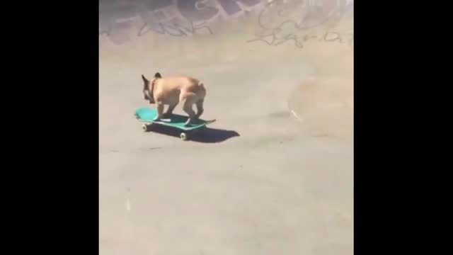 Dog funny video #rumbel.com Dog's funny video