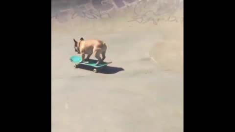 Dog funny video #rumbel.com Dog's funny video