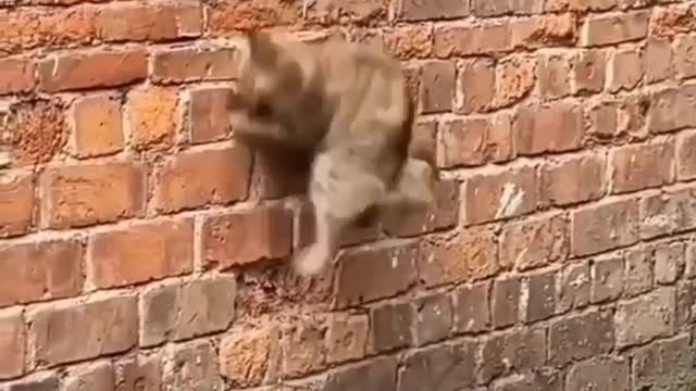 Very funny cats