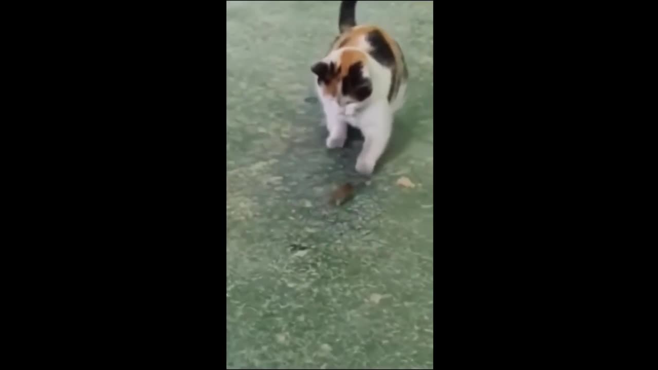 Funny Animals Cats and Dogs---- try not to laugh