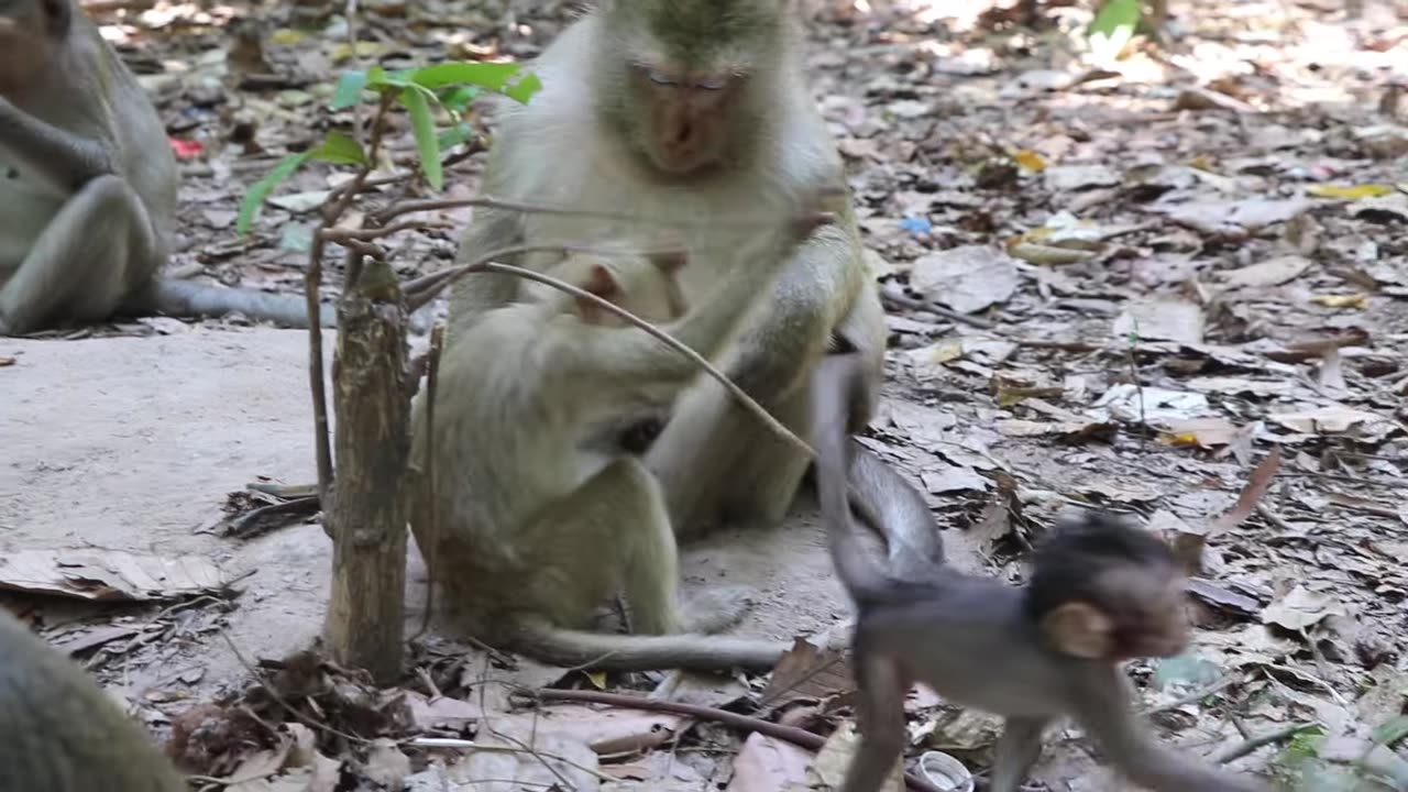 baby monkey playing small tree #monkey #baby #cute