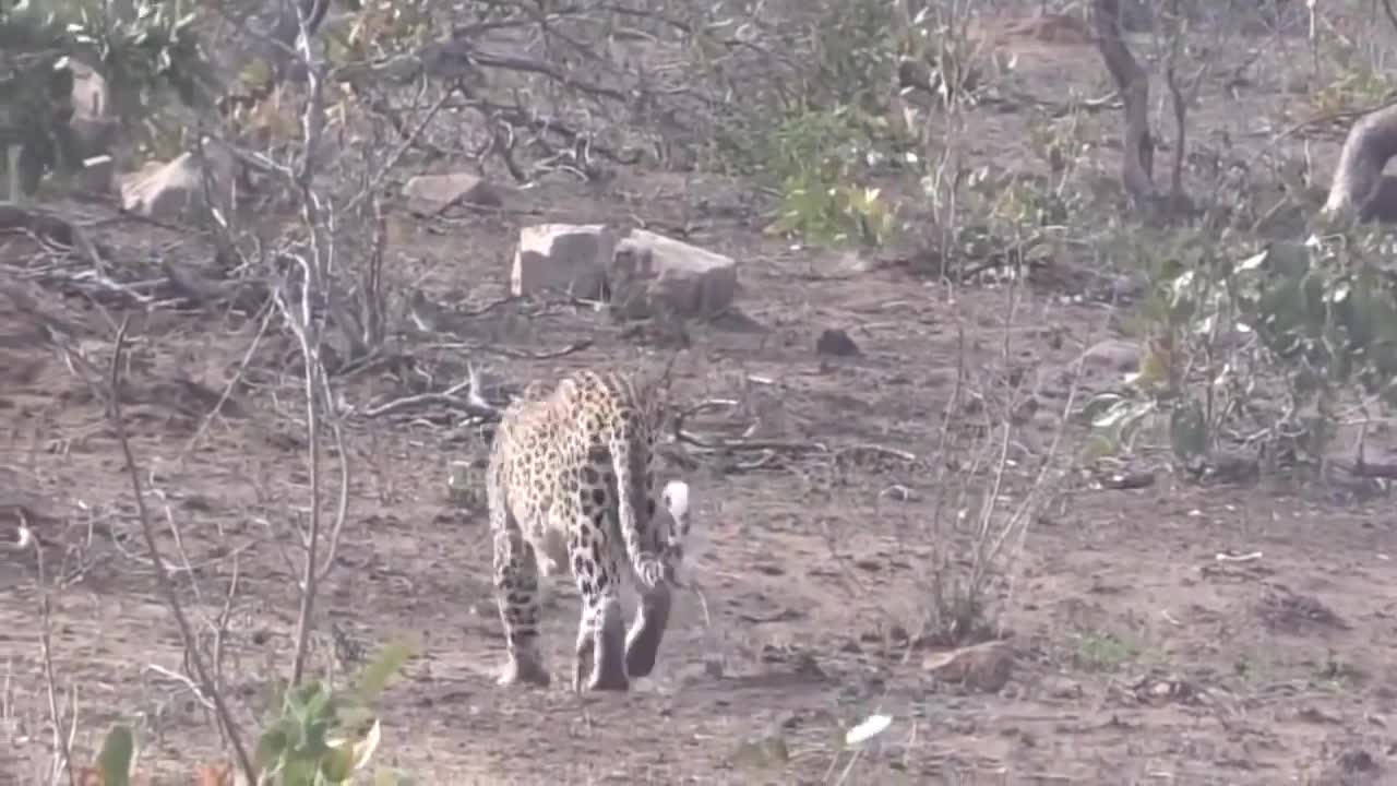 Porcupine Too Aggressive! Defeat Lion, Pitbull, Leopard-Most Amazing Moments Of Midnight Battles-17