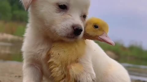 Dog and duck lovely moments