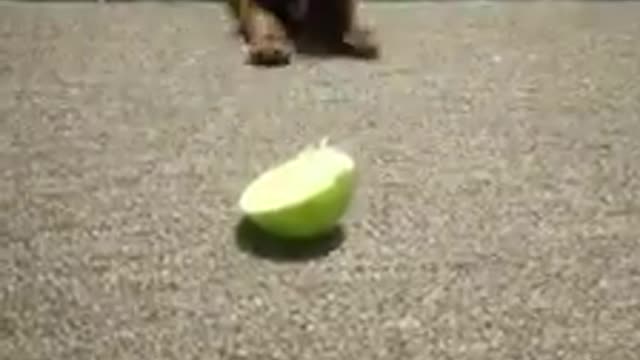 Puppy Verses a Lime