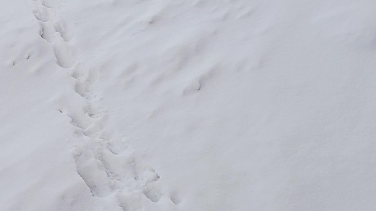 snow removal