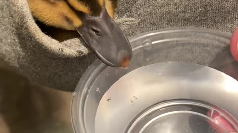 Duckling Takes a Drink From Its Warm Pocket Hideaway