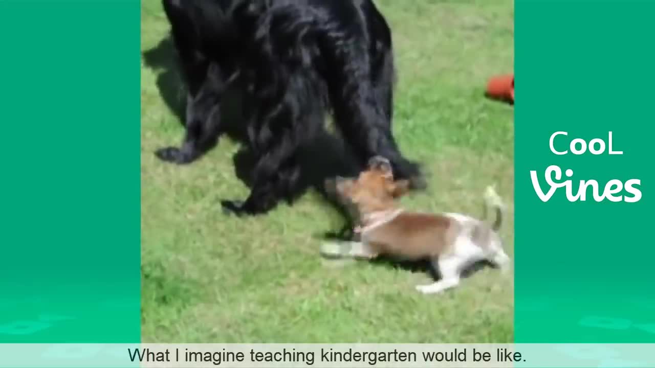 Cats and dogs fighting through glass