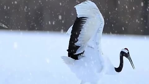 dancing snow crane