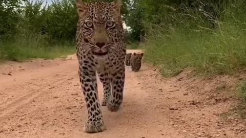 The leopard