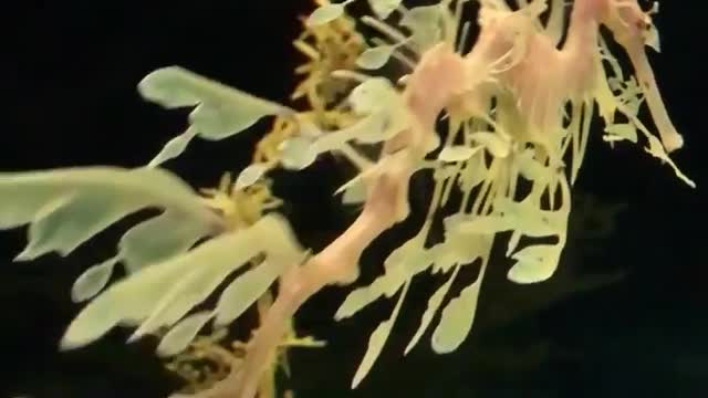 The leafy seadragon.