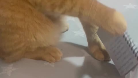 Cute Cats Playing #76