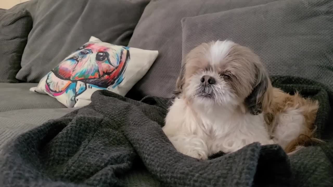 Soft Shih-Tzu Sleepy Shih-Tzu