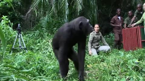 Jane Goodall Releases Chimp